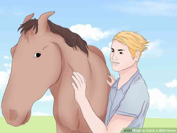 Image intitulée Attraper un Cheval Sauvage Étape 5